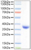 Recombinant SARS-COV-2 Spike RBD(Lambda/C.37)  Protein (RPCB0947)
