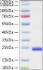 Recombinant Human TNFSF14/LIGHT/HVEM-L/CD258 Protein (RPCB0959)