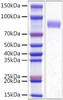 Recombinant Mouse Siglec-3/CD33 Protein (RPCB0973)
