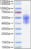 Recombinant Human B7-H6/NCR3LG1 Protein (RPCB0980)