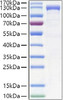 Recombinant Human CDH6/K-Cadherin Protein (RPCB0989)