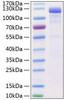 Recombinant Human VE-cadherin/CDH5/CD144 Protein (RPCB0995)