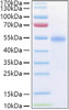 Recombinant Human TNFRSF18/GITR/CD357 Protein (RPCB1002)