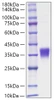Recombinant Human Erythropoietin/EPO Protein (RPCB1003)