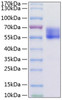 Recombinant Mouse PD-1/PDCD1/CD279 Protein (RPCB1007)