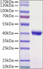 Recombinant Mouse Nectin-4/PVRL4 Protein (RPCB1025)
