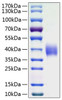 Recombinant Human B7-H3/CD276 Protein (RPCB1035)
