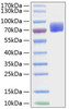 Recombinant Mouse B7-1/CD80 Protein (RPCB1048)