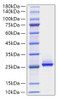 Recombinant Human FGF-9 Protein (RPCB1059)