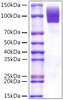 Recombinant Human SR-D1/CD68 Protein (RPCB1061)