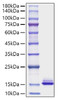 Recombinant Mouse CCL6 Protein (RPCB1072)