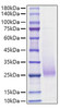 Recombinant Human TNFSF7/CD27 Ligand/CD70 Protein (RPCB1073)