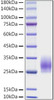Recombinant Mouse CD83 Protein (RPCB1074)