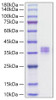 Recombinant Human MMP-7 Protein (RPCB1082)
