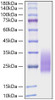Recombinant Monkeypox virus A30L Protein (RPCB1088)