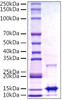 Recombinant Monkeypox virus A29 Protein (RPCB1102)