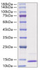 Recombinant Human CCL3/MIP-1 alpha Protein (RPCB1109)