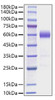 Recombinant Mouse IL-22 Protein (RPCB1136)