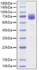 Recombinant Human IL-10RA/CD210 Protein (RPCB1147)