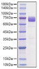 Recombinant Mouse B7-H3/CD276 Protein (RPCB1157)