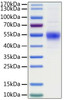 Recombinant Human CD19 Protein (RPCB1162)