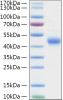 Recombinant Mouse TNFRSF4/OX40/CD134 Protein (RPCB1171)