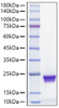 Recombinant Mouse MUP-1 Protein (RPCB1175)