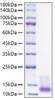 Recombinant Human IGF-I Protein (RPCB1177)