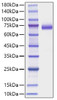 Recombinant Mouse DLL4 Protein (RPCB1180)