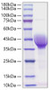 Recombinant Human CER1/DAND4 Protein (RPCB1189)