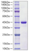 Recombinant Human S100-A7 Protein (RPCB1190)