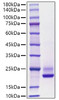 Recombinant Human Cerebral dopamine neurotrophic factor/CDNF Protein (RPCB1194)