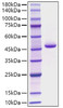 Recombinant Human Pepsin A-4/PGA4 Protein (RPCB1195)