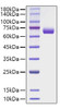 Recombinant Human IFN-gamma R2 Protein (RPCB1198)