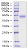 Recombinant Human IL-5RA/CD125 Protein (RPCB1201)
