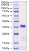 Recombinant human IGFBP-5 Protein (RPCB1204)
