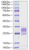 Recombinant Rat IL-3 Protein (RPCB1205)