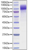 Recombinant HumanAmyloid-beta precursor protein/APP (1-687) Protein (RPCB1208)