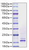 Recombinant Human FGF-4 Protein (RPCB1209)