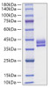 Recombinant Human Gastric inhibitory polypeptide/GIP Protein (RPCB1211)