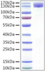 Recombinant Human CSF1R/M-CSF R/CD115 Protein (RPCB1220)