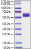 Recombinant Human HGK2/DDR1/CD167a Protein (RPCB1227)