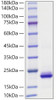 Recombinant Human CXCL2/MIP-2 Protein (RPCB1232)