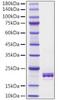 Recombinant Human TNFSF5/CD40 ligand/CD154 Protein (RPCB1236)