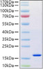 Recombinant Human REG-4 Protein (RPCB1238)