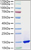 Recombinant Mouse Complement C3 Protein (RPCB1247)