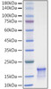 Recombinant Human CCL21/6Ckine Protein (RPCB1253)