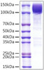 Recombinant Human PTPRC/CD45RA/CD45 Protein (RPCB1263)