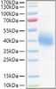 Recombinant Human TFPI Protein (RPCB1271)