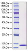 Recombinant Human CCL3L1 Protein (RPCB1275)